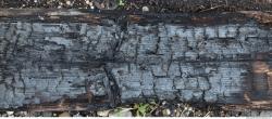 Photo Textures of Wood